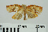  ( - RMNH.INS.550260)  @13 [ ] CreativeCommons - Attribution Non-Commercial Share-Alike (2013) Unspecified Naturalis, Biodiversity Centre