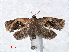  (Isodemis illiberalis - RMNH.INS.556672)  @14 [ ] CreativeCommons - Attribution Non-Commercial Share-Alike (2013) Unspecified Naturalis, Biodiversity Centre