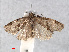  ( - RMNH.INS.556747)  @13 [ ] CreativeCommons - Attribution Non-Commercial Share-Alike (2013) Unspecified Naturalis, Biodiversity Centre