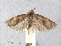  ( - RMNH.INS.556750)  @13 [ ] CreativeCommons - Attribution Non-Commercial Share-Alike (2013) Unspecified Naturalis, Biodiversity Centre