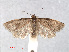  (Clepsis sp - RMNH.INS.556751)  @14 [ ] CreativeCommons - Attribution Non-Commercial Share-Alike (2013) Unspecified Naturalis, Biodiversity Centre