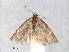  ( - RMNH.INS.556754)  @13 [ ] CreativeCommons - Attribution Non-Commercial Share-Alike (2013) Unspecified Naturalis, Biodiversity Centre