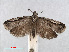  ( - RMNH.INS.556795)  @13 [ ] CreativeCommons - Attribution Non-Commercial Share-Alike (2013) Unspecified Naturalis, Biodiversity Centre