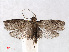  ( - RMNH.INS.556809)  @11 [ ] CreativeCommons - Attribution Non-Commercial Share-Alike (2013) Unspecified Naturalis, Biodiversity Centre