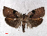  ( - RMNH.INS.556822)  @11 [ ] CreativeCommons - Attribution Non-Commercial Share-Alike (2013) Unspecified Naturalis, Biodiversity Centre