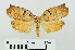  (Homona encausta - RMNH.INS.556823)  @13 [ ] CreativeCommons - Attribution Non-Commercial Share-Alike (2013) Unspecified Naturalis, Biodiversity Centre