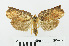  ( - RMNH.INS.556826)  @12 [ ] CreativeCommons - Attribution Non-Commercial Share-Alike (2013) Unspecified Naturalis, Biodiversity Centre