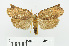  ( - RMNH.INS.556827)  @12 [ ] CreativeCommons - Attribution Non-Commercial Share-Alike (2013) Unspecified Naturalis, Biodiversity Centre