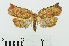  (Homona difficilis - RMNH.INS.556828)  @13 [ ] CreativeCommons - Attribution Non-Commercial Share-Alike (2013) Unspecified Naturalis, Biodiversity Centre