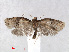  ( - RMNH.INS.556838)  @12 [ ] CreativeCommons - Attribution Non-Commercial Share-Alike (2013) Unspecified Naturalis, Biodiversity Centre
