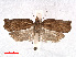  ( - RMNH.INS.556840)  @13 [ ] CreativeCommons - Attribution Non-Commercial Share-Alike (2013) Unspecified Naturalis, Biodiversity Centre