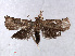  ( - RMNH.INS.556892)  @12 [ ] CreativeCommons - Attribution Non-Commercial Share-Alike (2013) Unspecified Naturalis, Biodiversity Centre