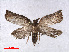  ( - RMNH.INS.556893)  @12 [ ] CreativeCommons - Attribution Non-Commercial Share-Alike (2013) Unspecified Naturalis, Biodiversity Centre