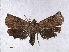  ( - RMNH.INS.556895)  @12 [ ] CreativeCommons - Attribution Non-Commercial Share-Alike (2013) Unspecified Naturalis, Biodiversity Centre