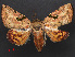  ( - RMNH.INS.537364)  @13 [ ] CreativeCommons - Attribution Non-Commercial Share-Alike (2012) Unspecified Naturalis, Biodiversity Centre