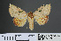  ( - RMNH.INS.537365)  @12 [ ] CreativeCommons - Attribution Non-Commercial Share-Alike (2012) Unspecified Naturalis, Biodiversity Centre