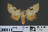  ( - RMNH.INS.537366)  @12 [ ] CreativeCommons - Attribution Non-Commercial Share-Alike (2012) Unspecified Naturalis, Biodiversity Centre