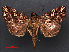  ( - RMNH.INS.537397)  @14 [ ] CreativeCommons - Attribution Non-Commercial Share-Alike (2012) Unspecified Naturalis, Biodiversity Centre