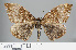  ( - RMNH.INS.537813)  @11 [ ] CreativeCommons - Attribution Non-Commercial Share-Alike (2012) Unspecified Naturalis, Biodiversity Centre