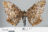  ( - RMNH.INS.537814)  @12 [ ] CreativeCommons - Attribution Non-Commercial Share-Alike (2012) Unspecified Naturalis, Biodiversity Centre