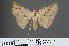  ( - RMNH.INS.537817)  @12 [ ] CreativeCommons - Attribution Non-Commercial Share-Alike (2012) Unspecified Naturalis, Biodiversity Centre