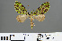  (Tristeirometa curvistriga - RMNH.INS.540033)  @11 [ ] CreativeCommons - Attribution Non-Commercial Share-Alike (2013) Unspecified Naturalis, Biodiversity Centre