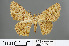  ( - RMNH.INS.540041)  @14 [ ] CreativeCommons - Attribution Non-Commercial Share-Alike (2013) Unspecified Naturalis, Biodiversity Centre