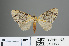  ( - RMNH.INS.540056)  @13 [ ] CreativeCommons - Attribution Non-Commercial Share-Alike (2013) Unspecified Naturalis, Biodiversity Centre