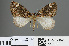  (Dysstroma subapicaria - RMNH.INS.540062)  @13 [ ] CreativeCommons - Attribution Non-Commercial Share-Alike (2013) Unspecified Naturalis, Biodiversity Centre