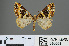  (Electrophaes fulgidaria - RMNH.INS.540063)  @11 [ ] CreativeCommons - Attribution Non-Commercial Share-Alike (2013) Unspecified Naturalis, Biodiversity Centre