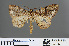  ( - RMNH.INS.540065)  @11 [ ] CreativeCommons - Attribution Non-Commercial Share-Alike (2013) Unspecified Naturalis, Biodiversity Centre