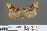  (Ecliptopera furva - RMNH.INS.540066)  @14 [ ] CreativeCommons - Attribution Non-Commercial Share-Alike (2013) Unspecified Naturalis, Biodiversity Centre