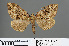  ( - RMNH.INS.540068)  @11 [ ] CreativeCommons - Attribution Non-Commercial Share-Alike (2013) Unspecified Naturalis, Biodiversity Centre