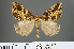  ( - RMNH.INS.540072)  @11 [ ] CreativeCommons - Attribution Non-Commercial Share-Alike (2013) Unspecified Naturalis, Biodiversity Centre