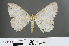  (Medasina obitarata - RMNH.INS.540089)  @13 [ ] CreativeCommons - Attribution Non-Commercial Share-Alike (2013) Unspecified Naturalis, Biodiversity Centre