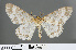  ( - RMNH.INS.540098)  @11 [ ] CreativeCommons - Attribution Non-Commercial Share-Alike (2013) Unspecified Naturalis, Biodiversity Centre