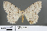  (Percnia felinaria - RMNH.INS.540099)  @11 [ ] CreativeCommons - Attribution Non-Commercial Share-Alike (2013) Unspecified Naturalis, Biodiversity Centre