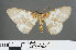  ( - RMNH.INS.540102)  @11 [ ] CreativeCommons - Attribution Non-Commercial Share-Alike (2013) Unspecified Naturalis, Biodiversity Centre