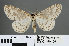  ( - RMNH.INS.540105)  @13 [ ] CreativeCommons - Attribution Non-Commercial Share-Alike (2013) Unspecified Naturalis, Biodiversity Centre