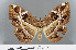  ( - RMNH.INS.540124)  @14 [ ] CreativeCommons - Attribution Non-Commercial Share-Alike (2012) Unspecified Naturalis, Biodiversity Centre