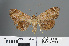  ( - RMNH.INS.540158)  @12 [ ] CreativeCommons - Attribution Non-Commercial Share-Alike (2012) Unspecified Naturalis, Biodiversity Centre