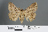  ( - RMNH.INS.540172)  @13 [ ] CreativeCommons - Attribution Non-Commercial Share-Alike (2012) Unspecified Naturalis, Biodiversity Centre