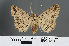  ( - RMNH.INS.540173)  @13 [ ] CreativeCommons - Attribution Non-Commercial Share-Alike (2012) Unspecified Naturalis, Biodiversity Centre