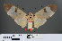  ( - RMNH.INS.540241)  @13 [ ] CreativeCommons - Attribution Non-Commercial Share-Alike (2012) Unspecified Naturalis, Biodiversity Centre
