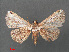  (Zurobata vacillans - RMNH.INS.540566)  @13 [ ] CreativeCommons - Attribution Non-Commercial Share-Alike (2012) Unspecified Naturalis, Biodiversity Centre