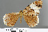  ( - RMNH.INS.541264)  @12 [ ] CreativeCommons - Attribution Non-Commercial Share-Alike (2013) Unspecified Naturalis, Biodiversity Centre