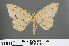 ( - RMNH.INS.541266)  @12 [ ] CreativeCommons - Attribution Non-Commercial Share-Alike (2013) Unspecified Naturalis, Biodiversity Centre