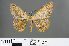  ( - RMNH.INS.541268)  @11 [ ] CreativeCommons - Attribution Non-Commercial Share-Alike (2013) Unspecified Naturalis, Biodiversity Centre