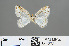  (Athena - RMNH.INS.541272)  @12 [ ] CreativeCommons - Attribution Non-Commercial Share-Alike (2013) Unspecified Naturalis, Biodiversity Centre