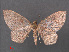  (Dithecodes erasa - RMNH.INS.541284)  @11 [ ] CreativeCommons - Attribution Non-Commercial Share-Alike (2013) Unspecified Naturalis, Biodiversity Centre